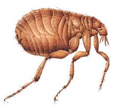 flea